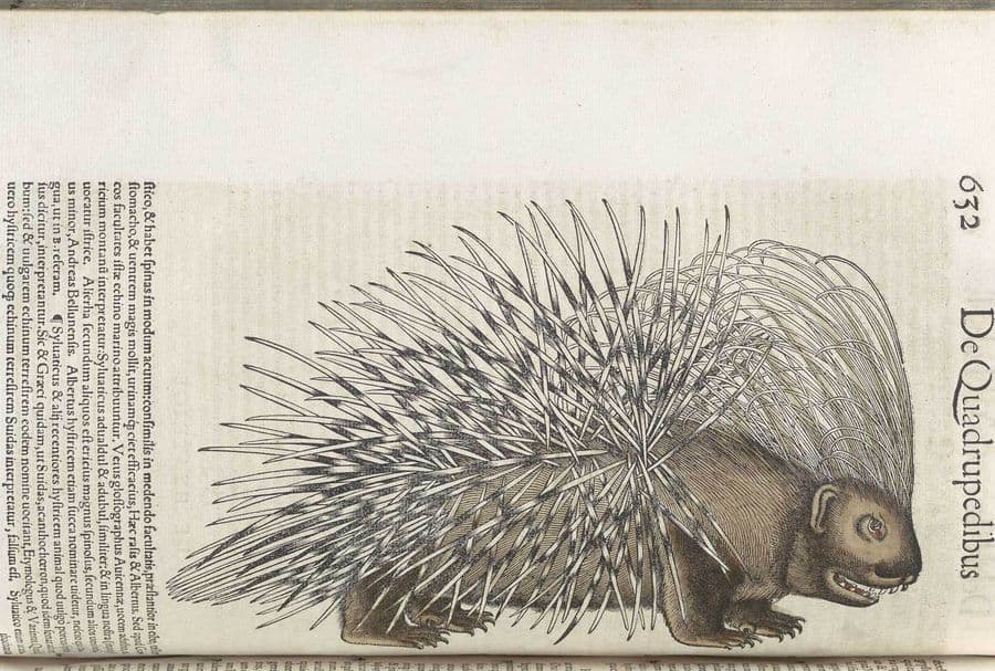 File:Porcupine Gesner rotated.jpg